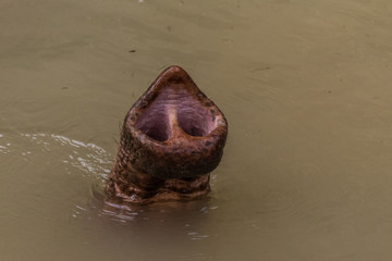 Trunk tip of old asian jungle elephant in water