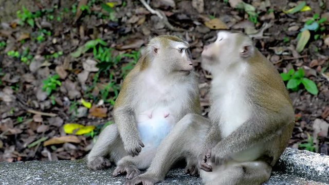 Monkey scratches his genitals.