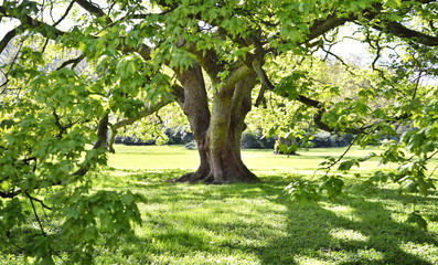 Beautiful old tree on a green meadow or park. Maple tree with hug he branches, full frame shot, summer scene.