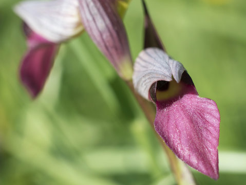 wild orchid serapias lingua langue