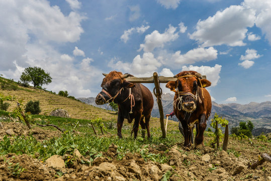 Plowing with an ox team 