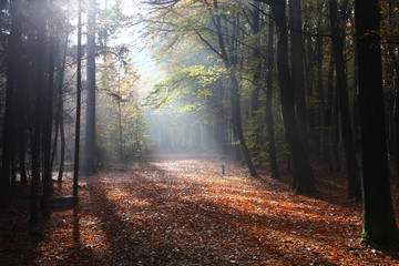 Fototapeta premium Authumn in the Forest