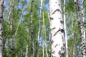 Fototapeta premium Beautiful landscape with young juicy birches with green leaves and with black and white birch trunks in sunlight in the morning in spring