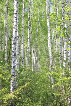 Beautiful landscape with young juicy birches with green leaves and with black and white birch trunks in sunlight in the morning in spring