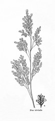 Fototapeta premium Rough bluegrass (Poa trivialis) (from Meyers Lexikon, 1895, 7/876/877)