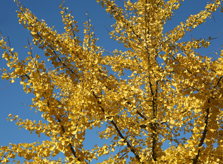 Rami con foglie gialle