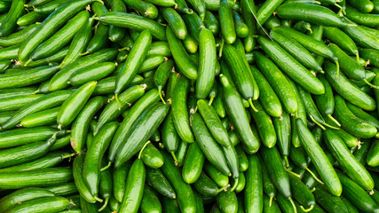 fresh cucumbers. food background