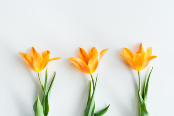 top view of yellow tulips in row isolated on white, wedding flowers background concept