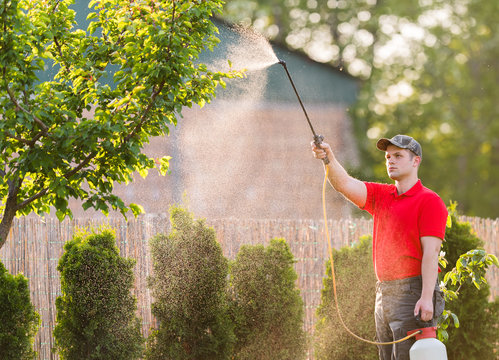 Gardener applying an insecticide fertilizer to his fruit shrubs