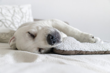 Junge schlafender labrador retriever welpe wacht auf