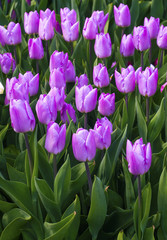 Purple tulips. Spring landscape. field of tulips. tulips flowers.