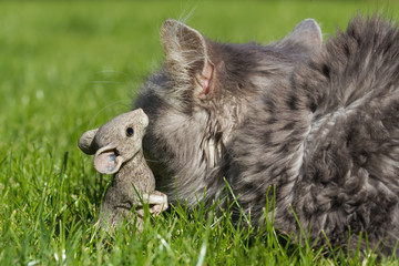 Cat and mouse in the grass