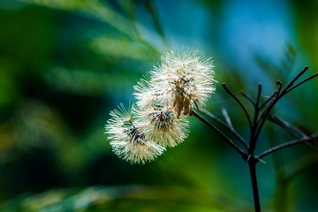 Dry grass,dried flowers.