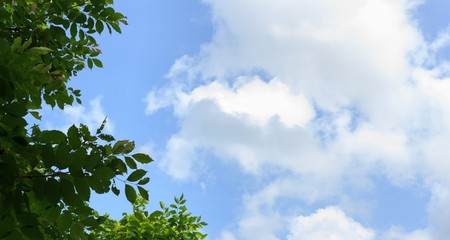 Obraz premium Leaves with beautiful sky