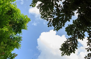 Leaves with beautiful sky