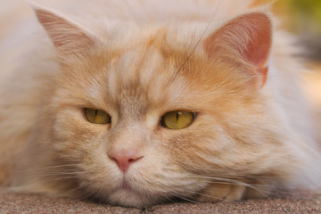 Portrait of a sulking Maine Coon cat - obrazy, fototapety, plakaty