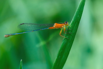 Orange Damselfly, Damselfly, insects.