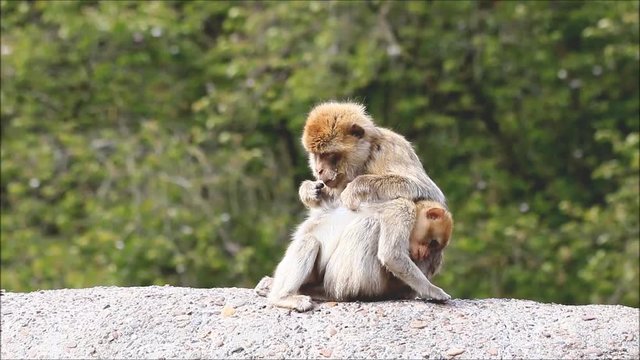 monkey searching for fur parasites, Macaca sylvanus
