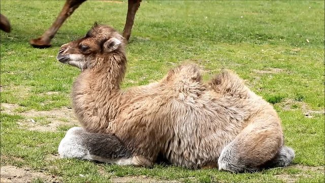 baby camel on meadow, Camelus ferus
