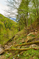 Mountains and forests
