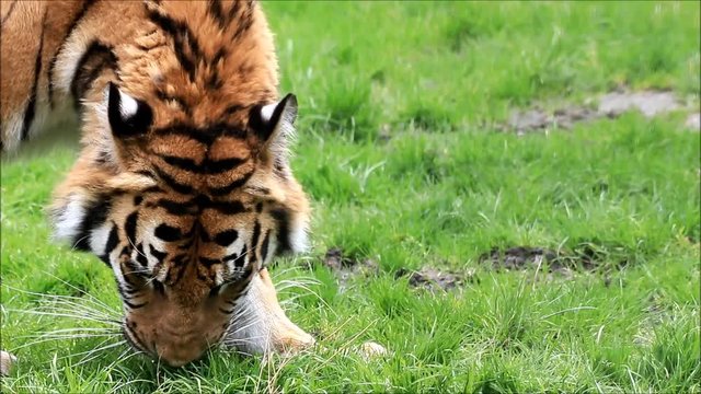 bengal tiger on meadow

