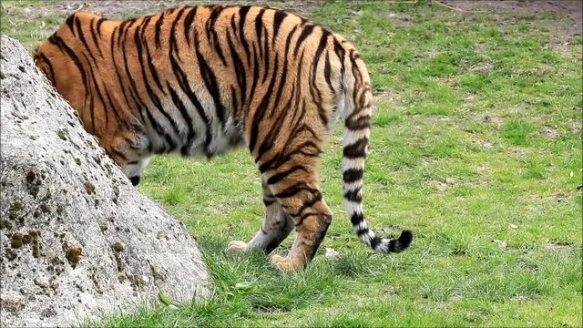 bengal tiger on meadow

