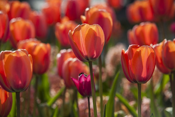 red tulip flowers