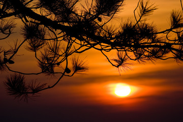 Silhouette of tree branches with sunset sky