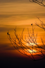 Obraz premium Silhouette of tree branches with sunset sky