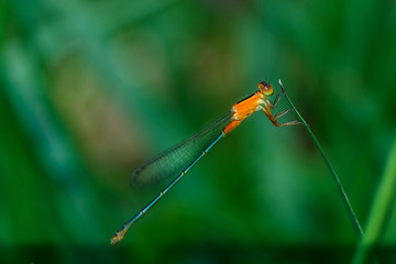 Orange Damselfly, Damselfly, insects.