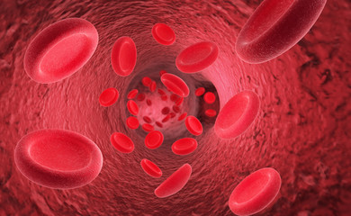 Red blood cells erythrocytes in interior of arterial or capillary blood vessel Showing endothelial cells and blood flow or stream Human anatomy model 3D visualization
