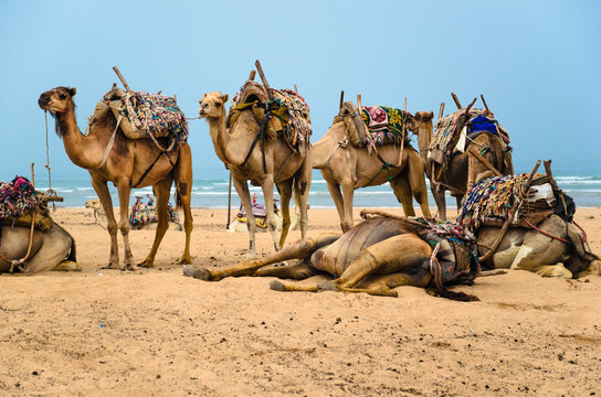 Camels resting on the beach of Essaouira, Morocco