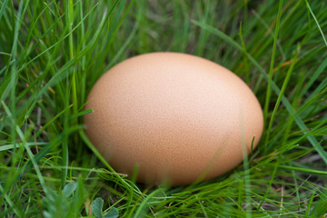 one chicken egg lying in a green grass