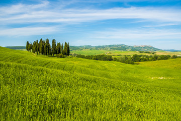 Cypresses in a landscape in Tuscany Italy