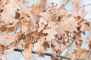 Brown oak leaves, selective focus
