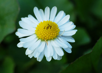 Obraz premium A flower of a forest daisy, macro photography.