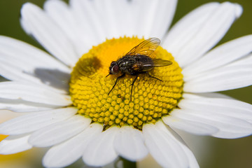 Obraz premium Magerwiesen Margerite