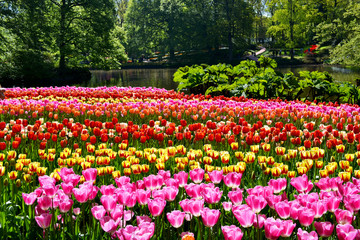 Colorful tulips in the Keukenhof garden, Netherlands.