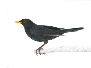 blackbird