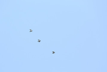 鳩