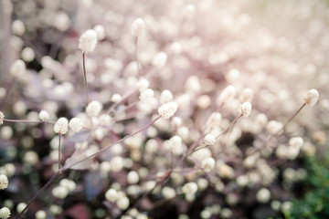 beautiful Flower with soft focus color filtered background