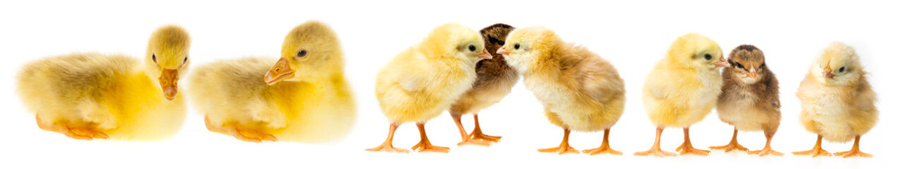 gosling and chickens