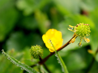 Rain drops on the plant and flower macro photo, nature beauty, green and yellow colors background.