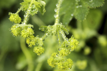 macro of green plant and dropes