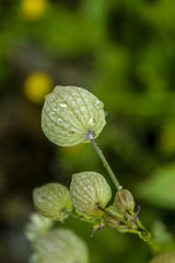 green plant and rain drops, macro 