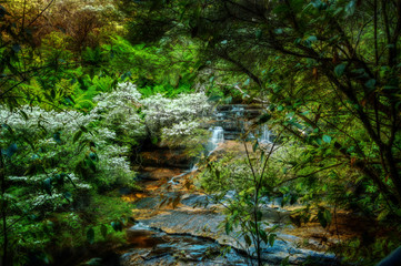 The Leura Cascades wanders through a sub tropical rainforest