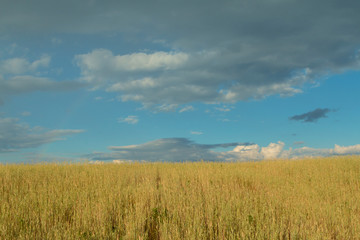 Fototapeta na wymiar Beautiful wheat field with a blue sky