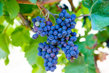 Blue Grapes ready to harvest made by a vintner in an established winery.