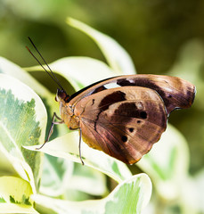 Papillon, Parthenos Sylvia sur une feuille