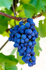 Blue Grapes ready to harvest made by a vintner in an established winery.